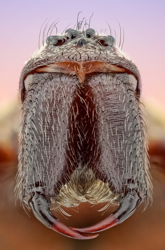 insect Portraits