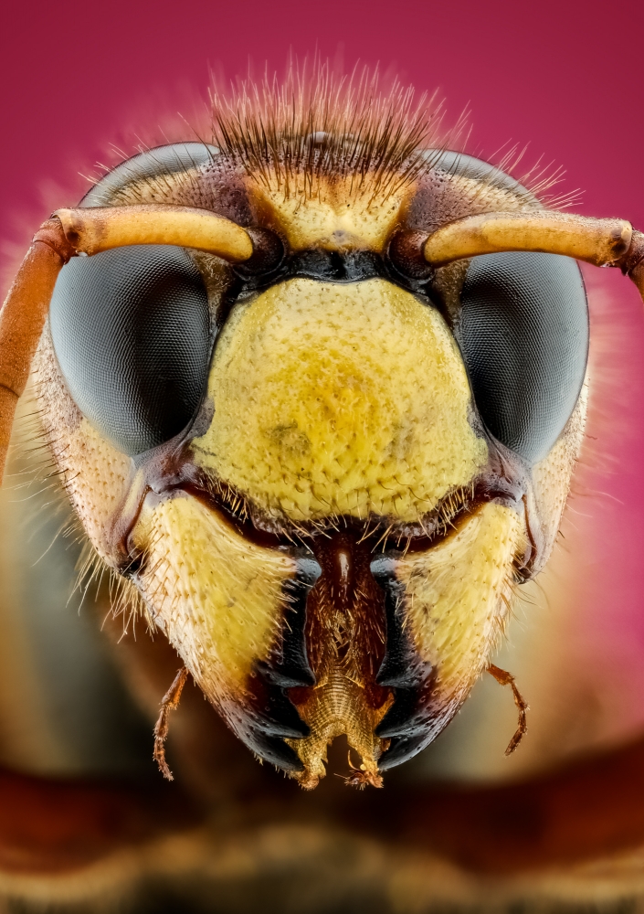 insect Portraits