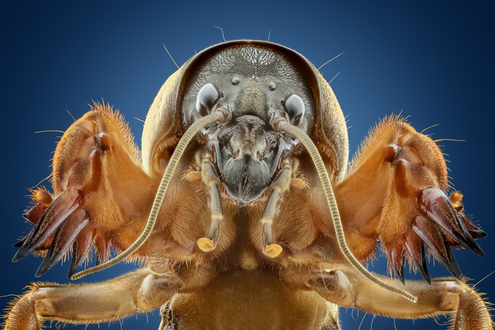 insect Portraits