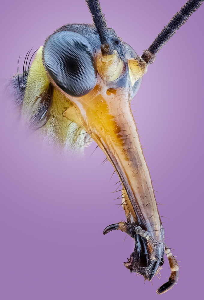 insect Portraits
