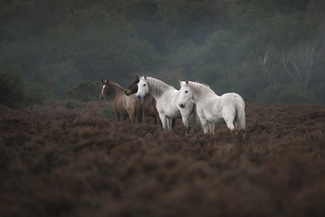 Four without riders