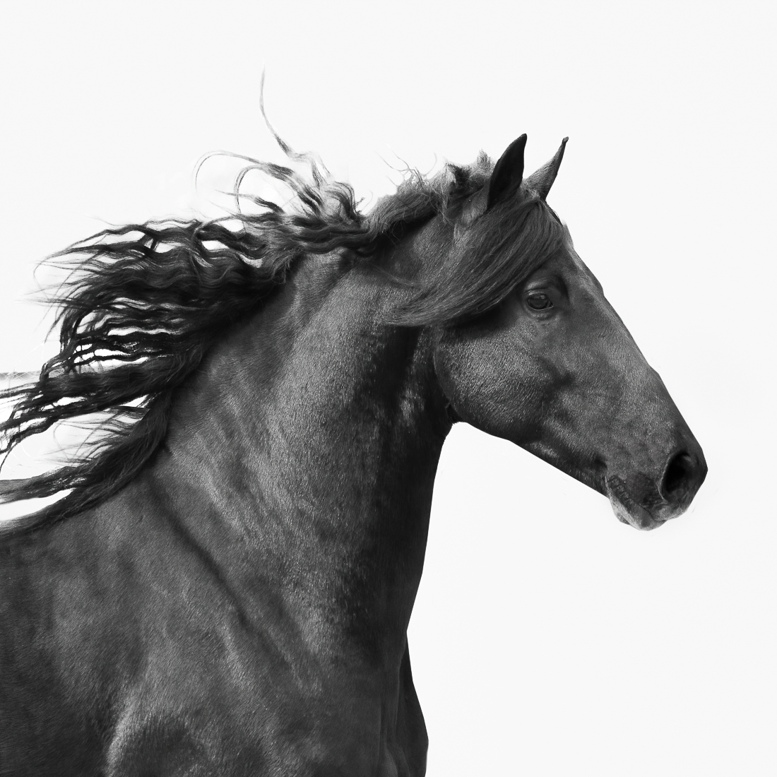 Dark Horses.