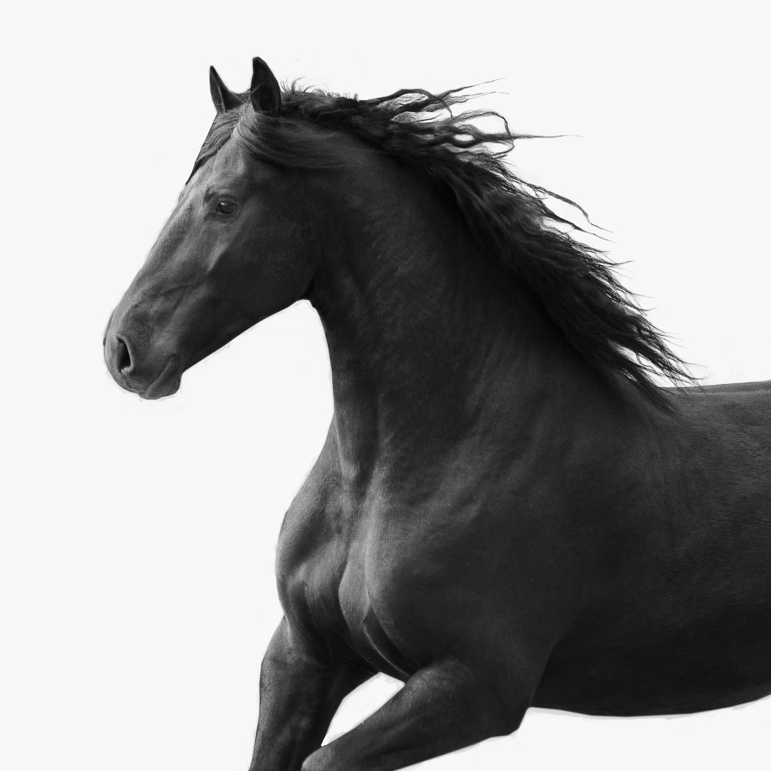 Dark Horses.