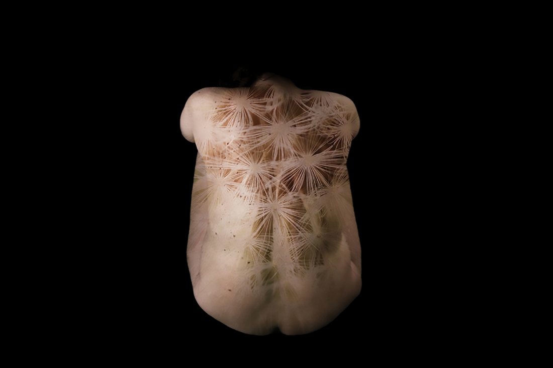 Corpus Naturae