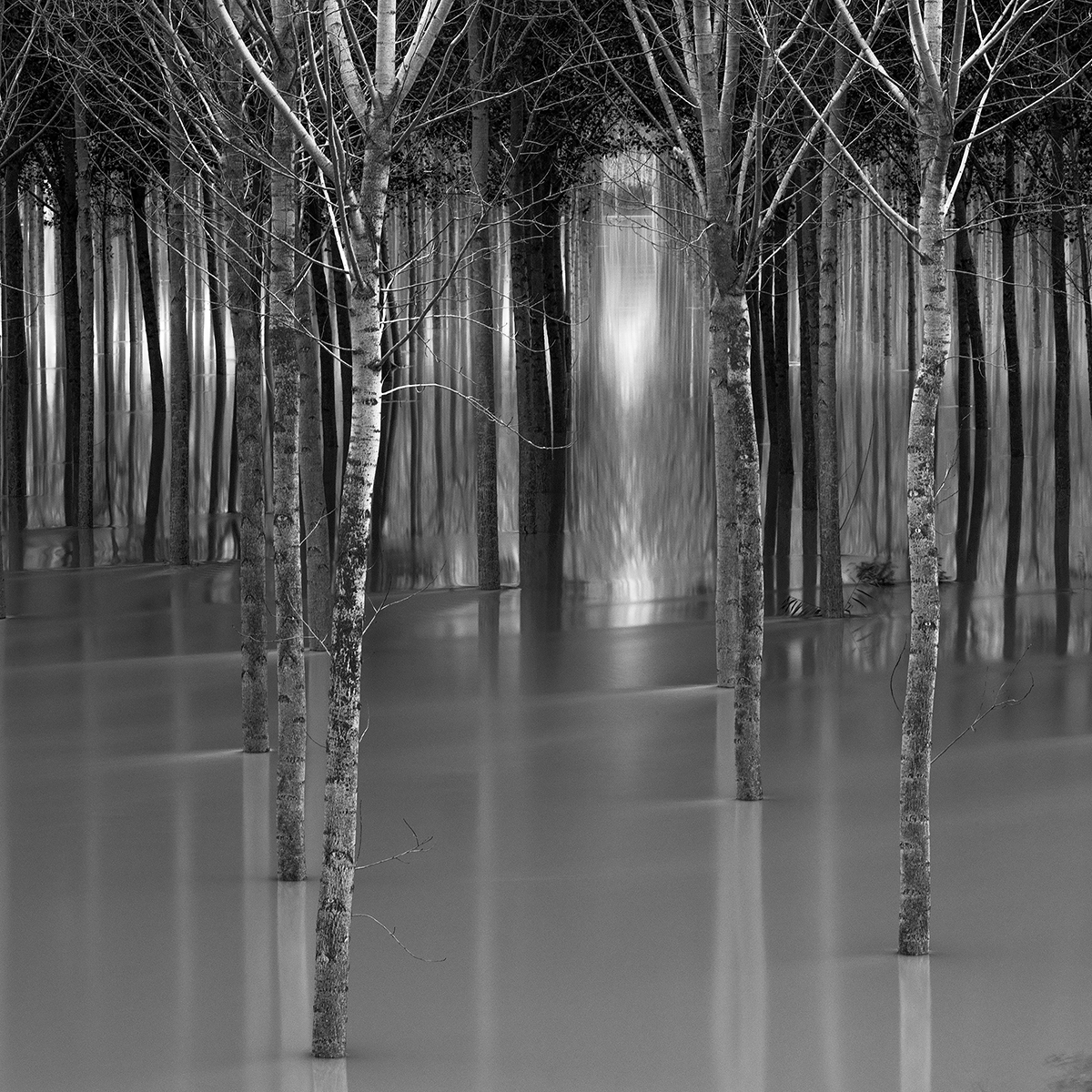 Poplars in the floodplain of the river Po