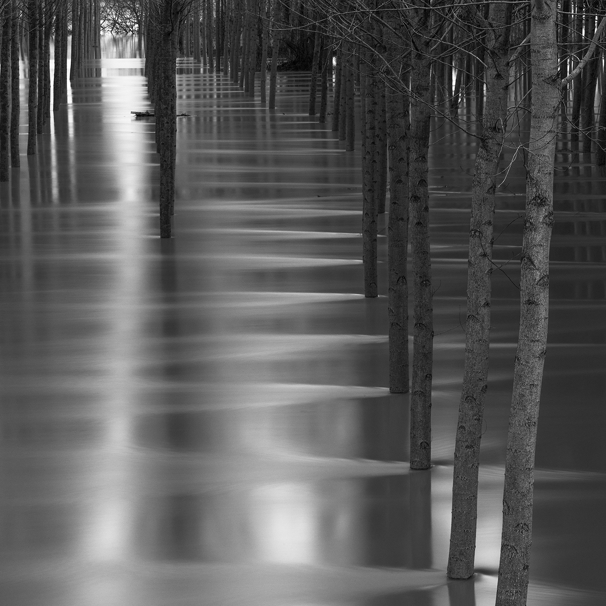 Poplars in the floodplain of the river Po