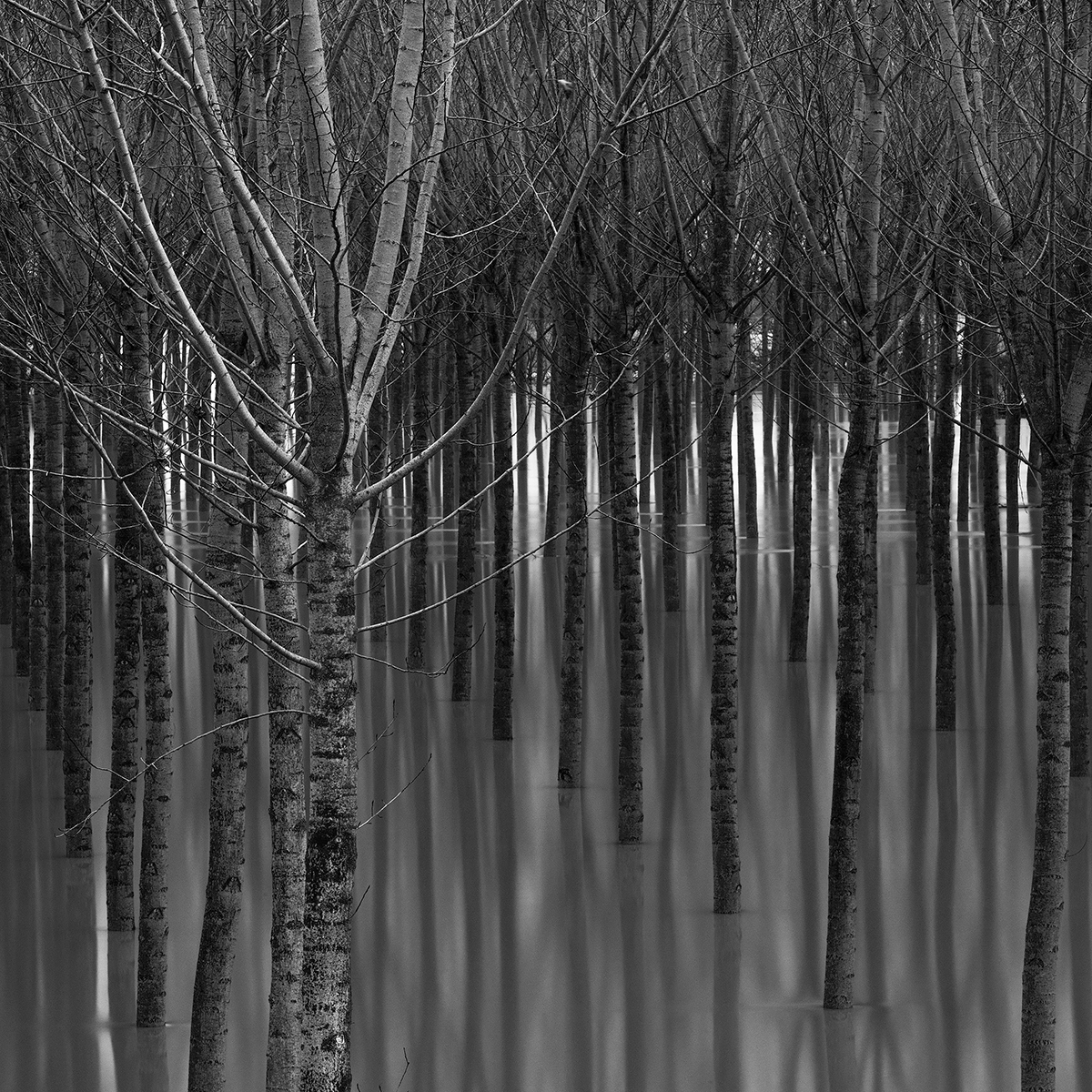 Poplars in the floodplain of the river Po
