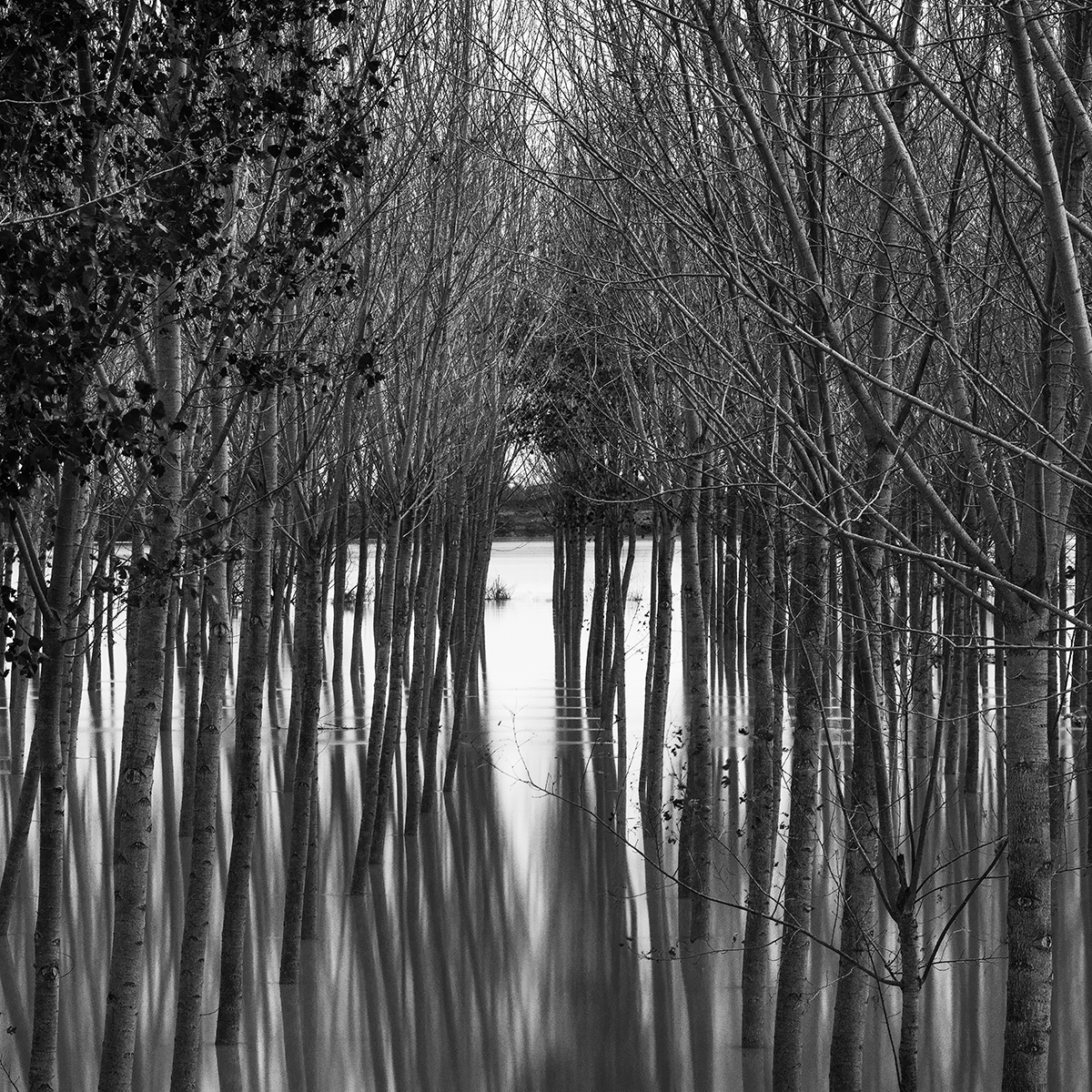 Poplars in the floodplain of the river Po