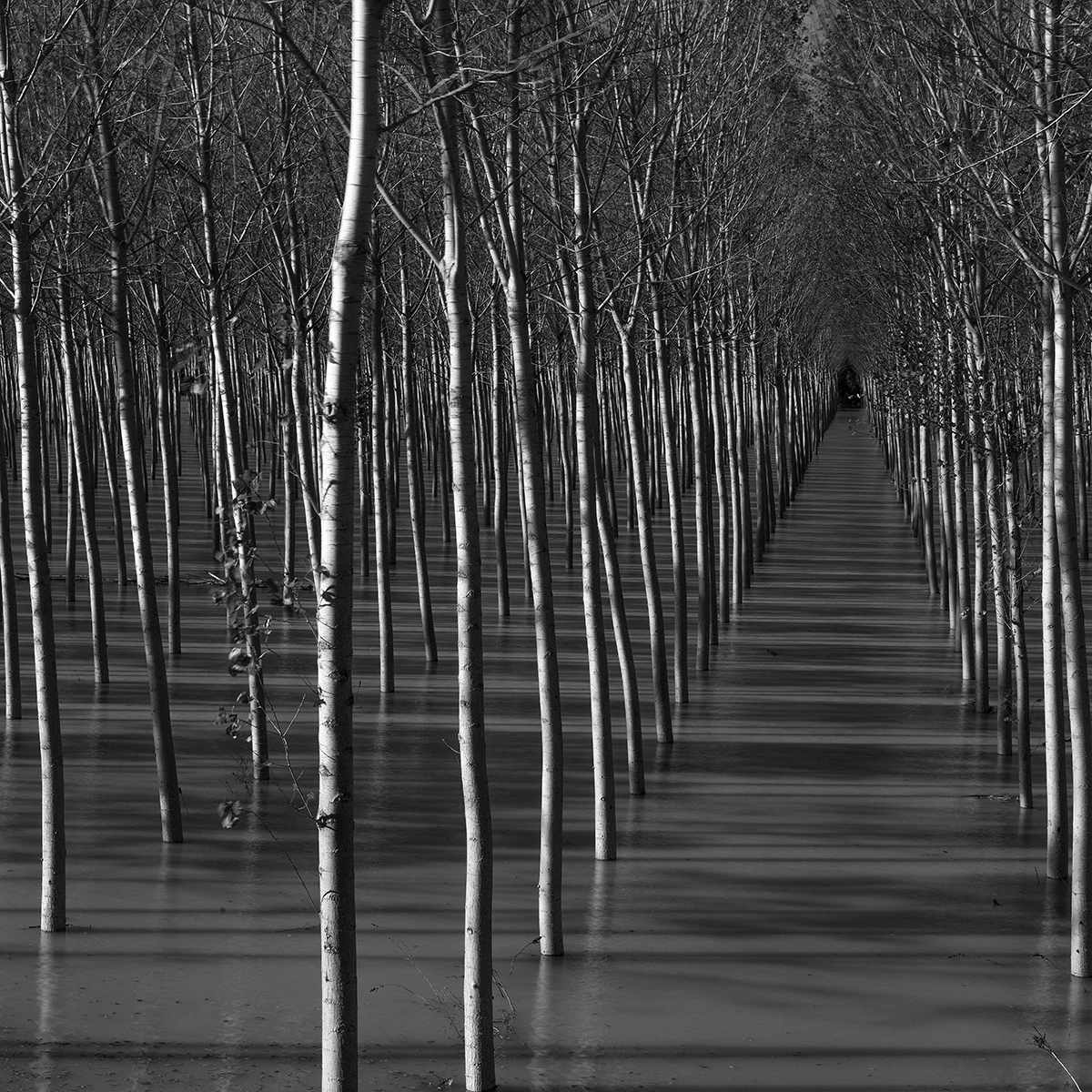 Poplars in the floodplain of the river Po