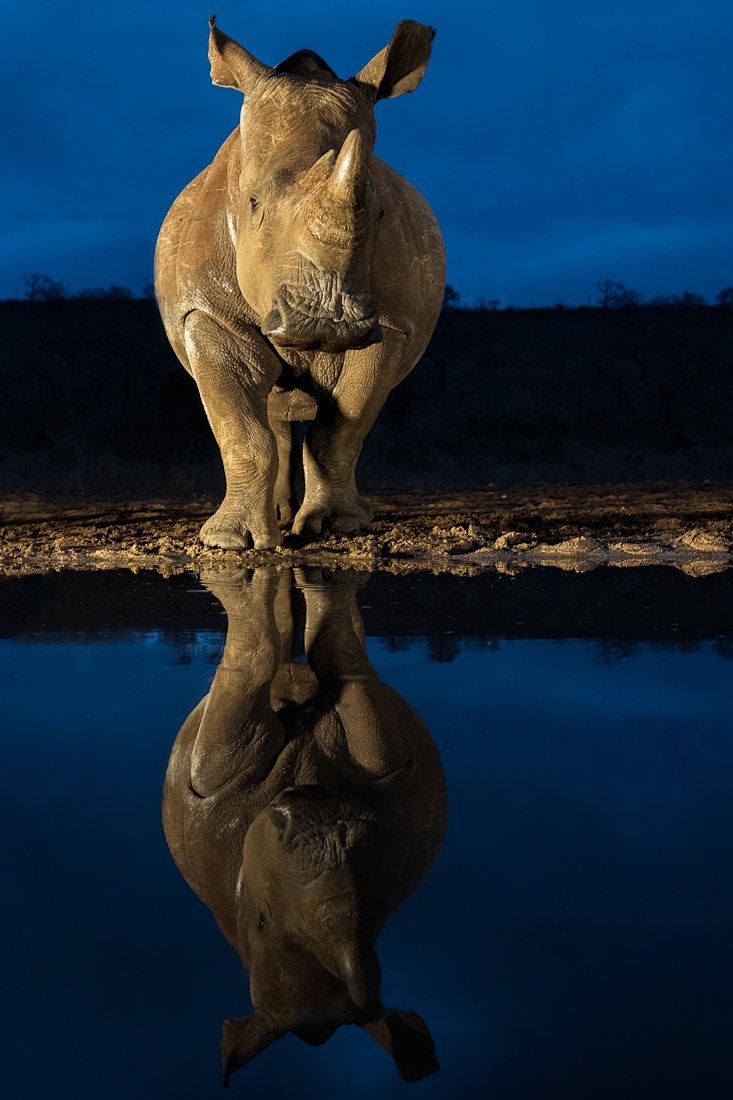 Welcome to rhinoworld