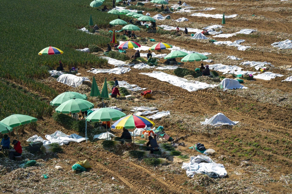 Our Farmhers, Our Mothers