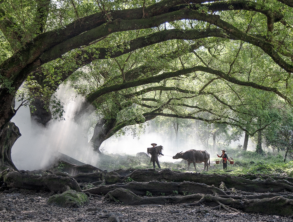 Farmer and Buffalo