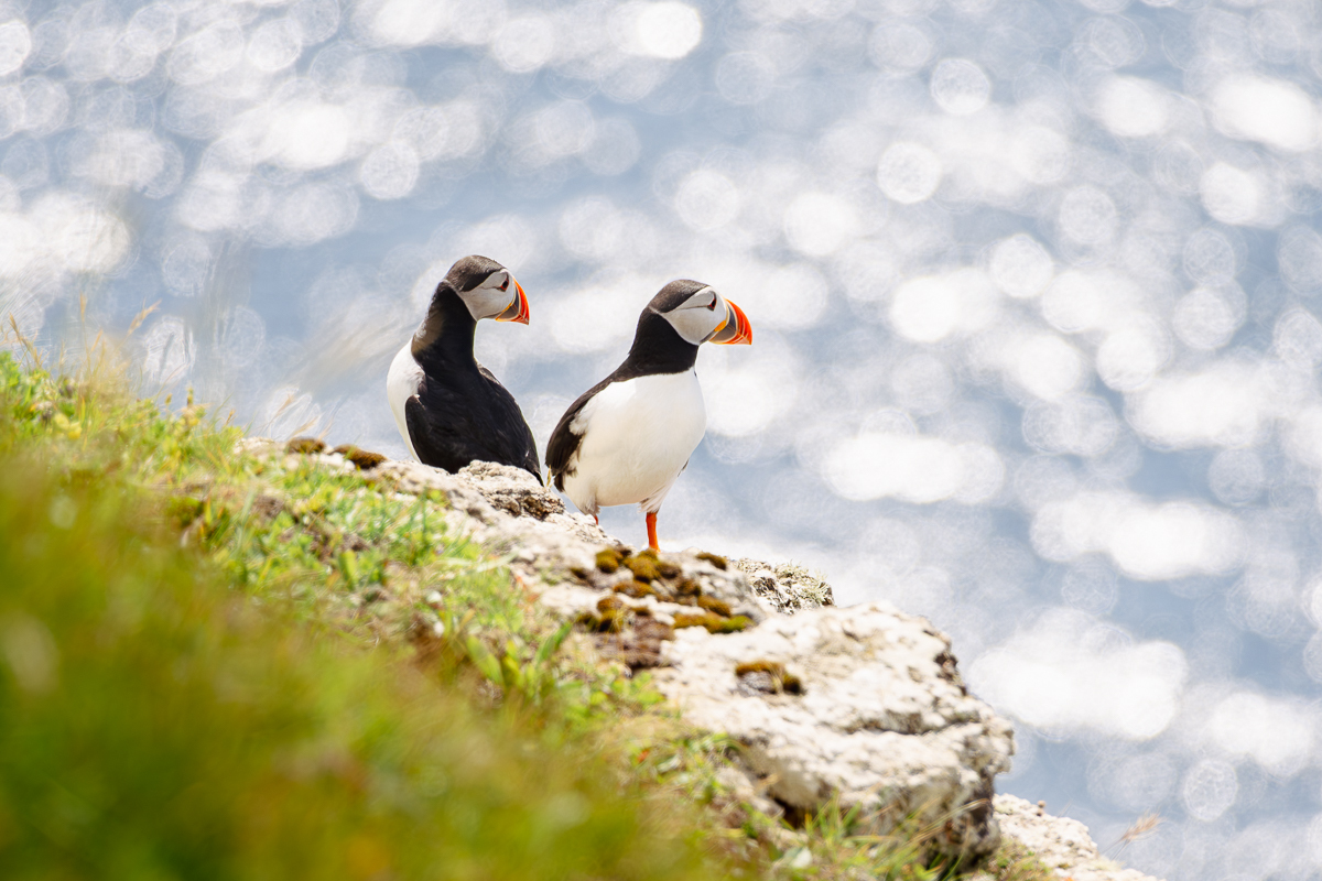 Small birds, great personalities 