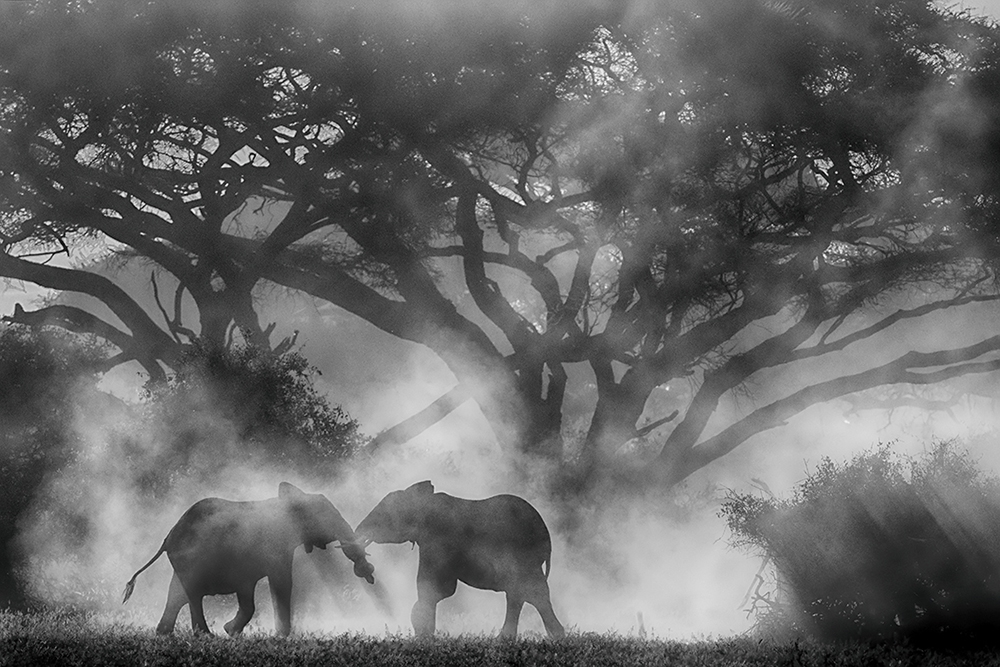 Elephants at Amboseli National Park - Play of dust & light