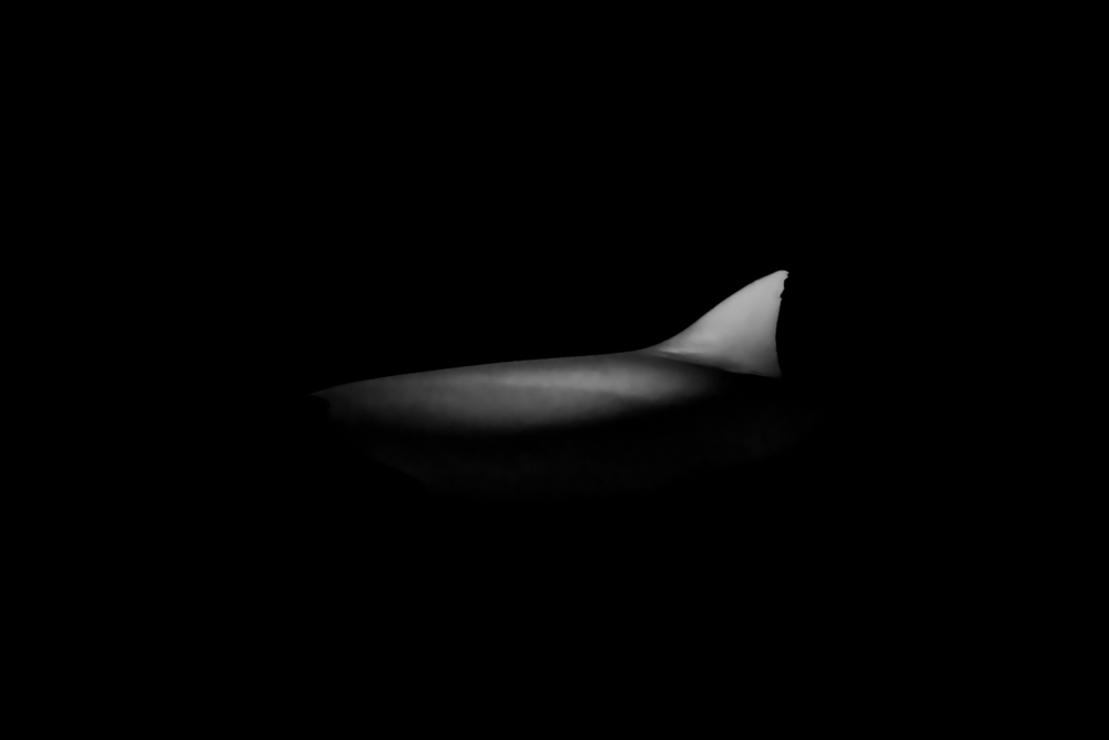 The shape of night