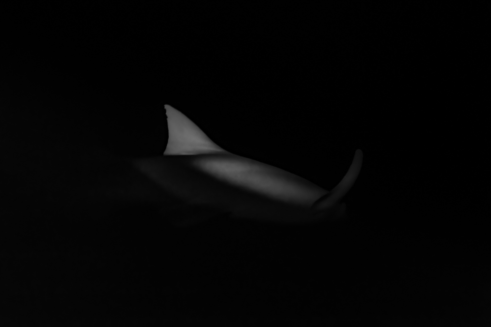 The shape of night