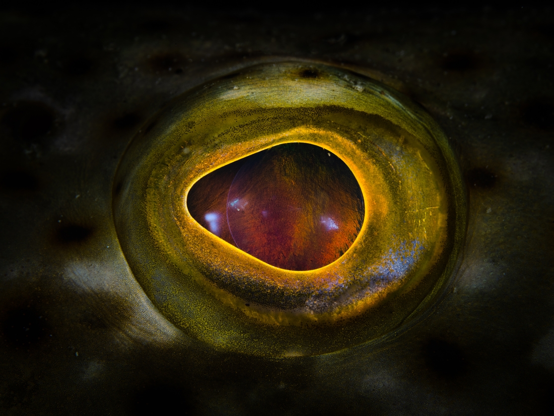 Searching for the truth in the fish eye