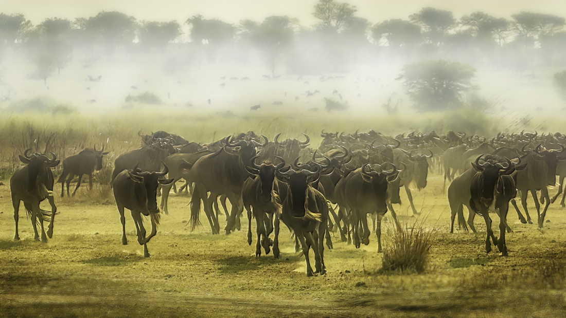 The Story of the Great Wildebeest Migration
