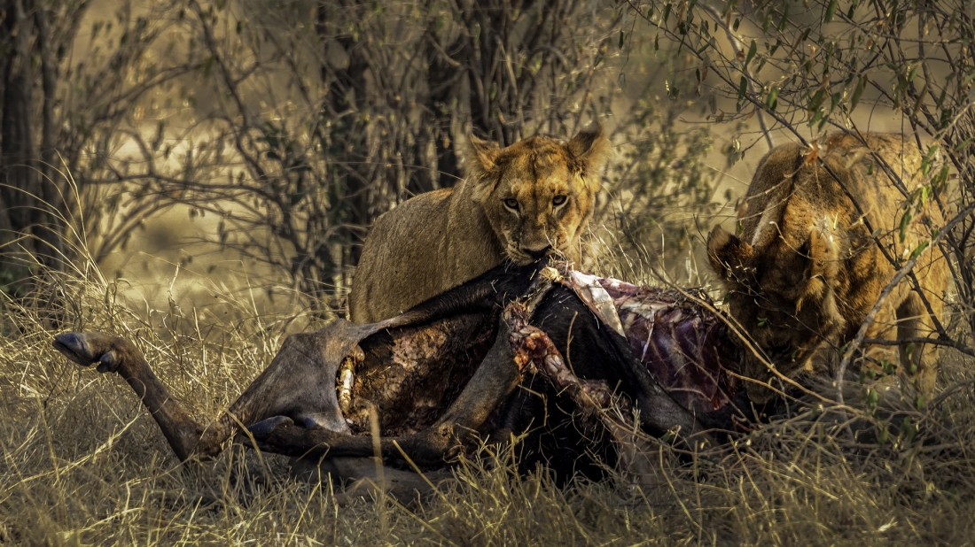 The Story of the Great Wildebeest Migration