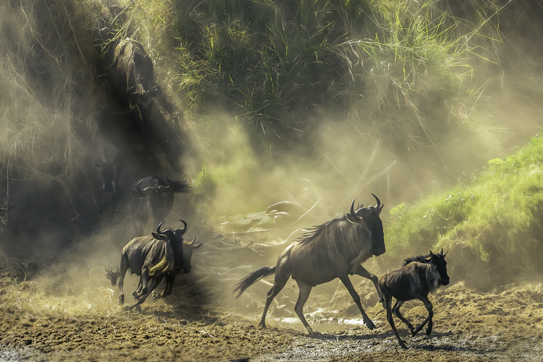 The Story of the Great Wildebeest Migration