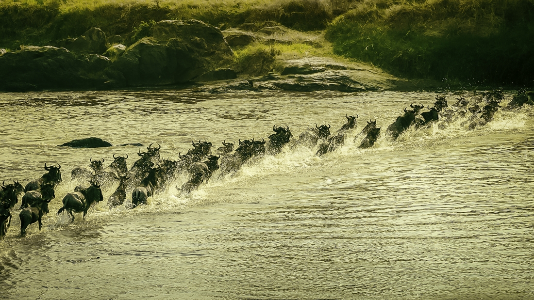 The Story of the Great Wildebeest Migration