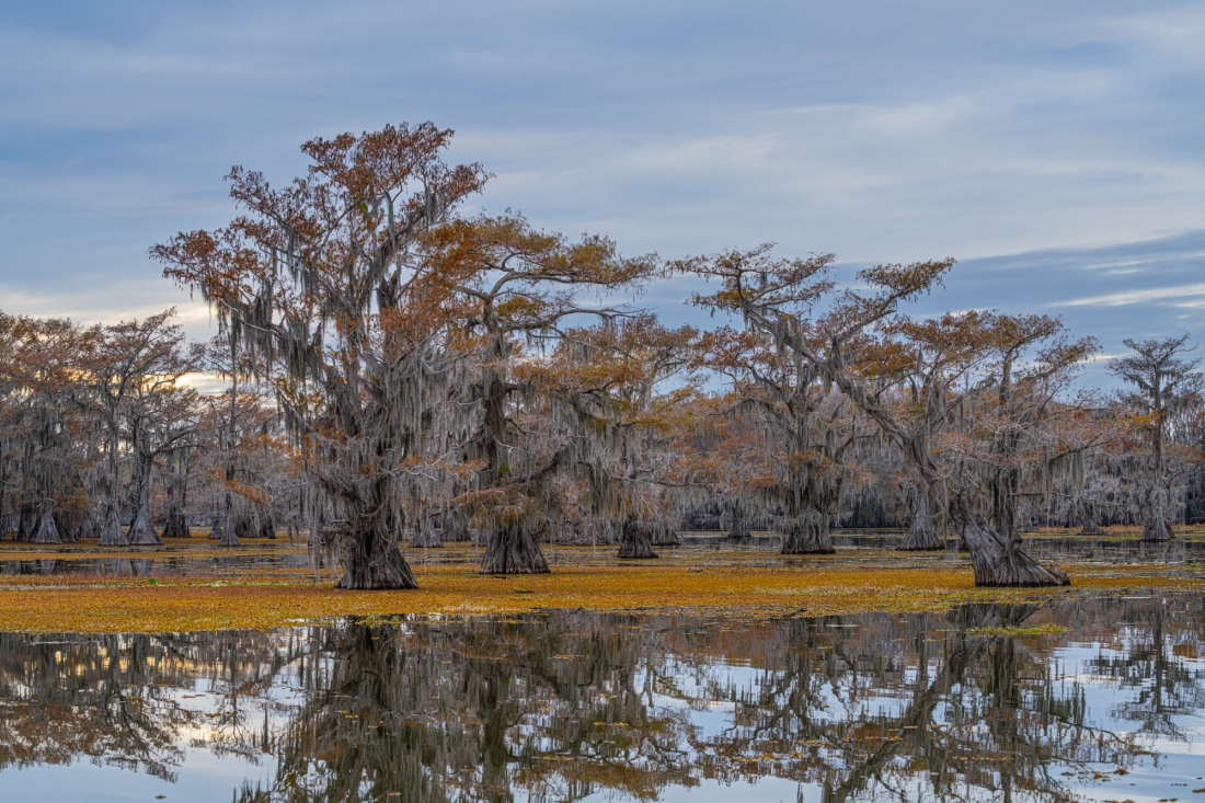 Dancing trees