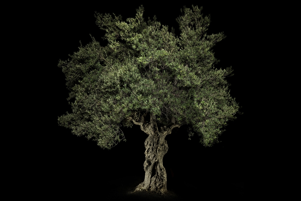 Portraits of Trees