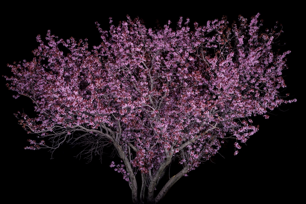 Portraits of Trees