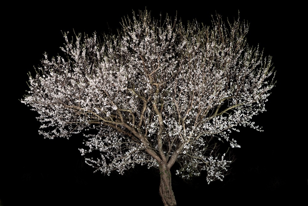 Portraits of Trees