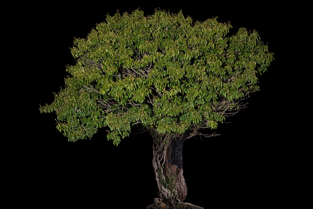 Portraits of Trees