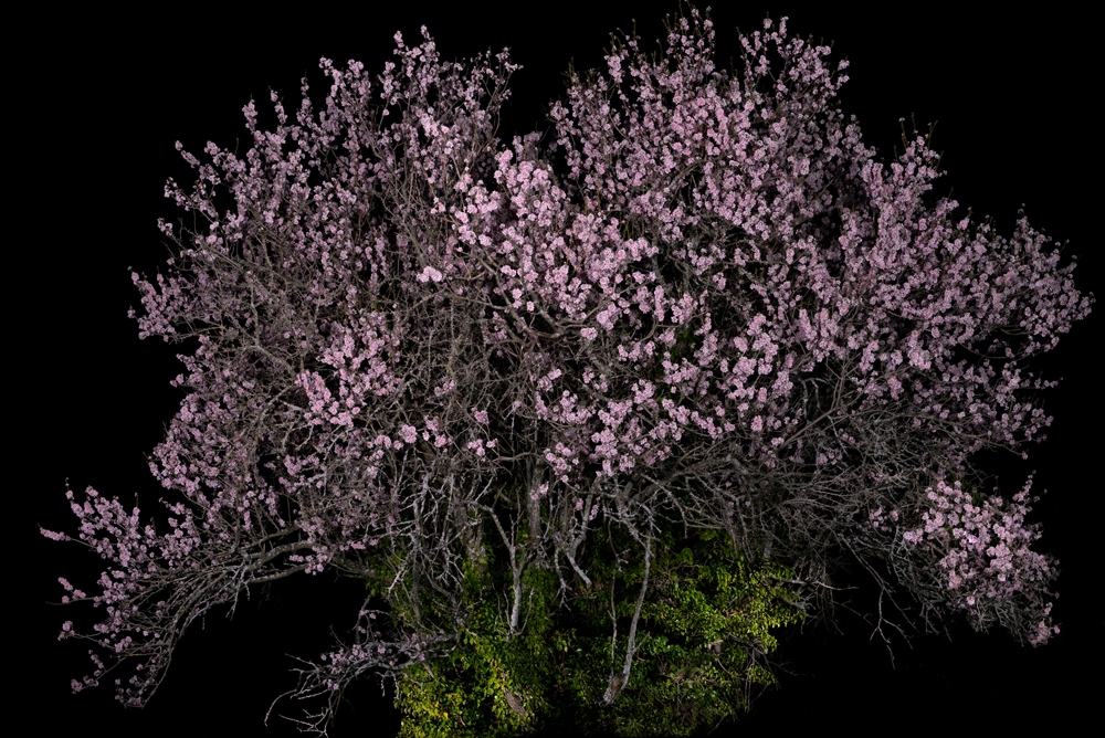 Portraits of Trees