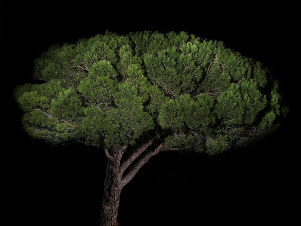 Portraits of Trees