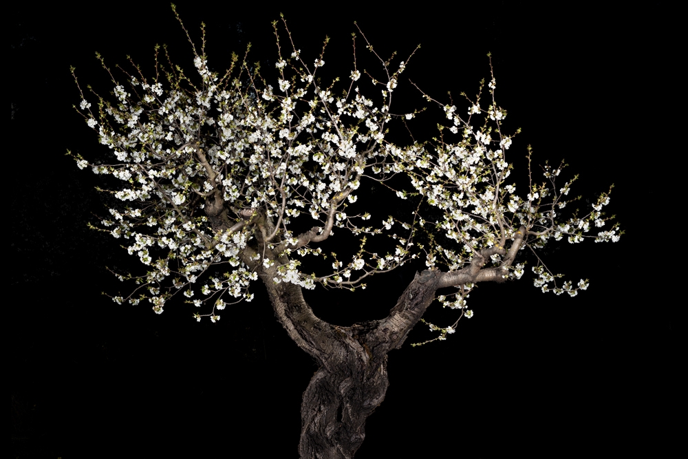 Portraits of Trees