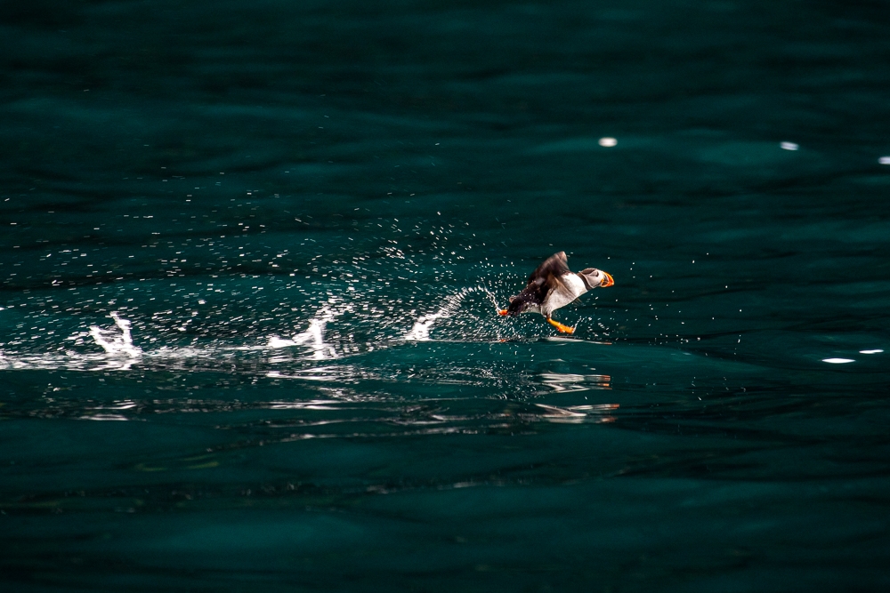 Puffin run