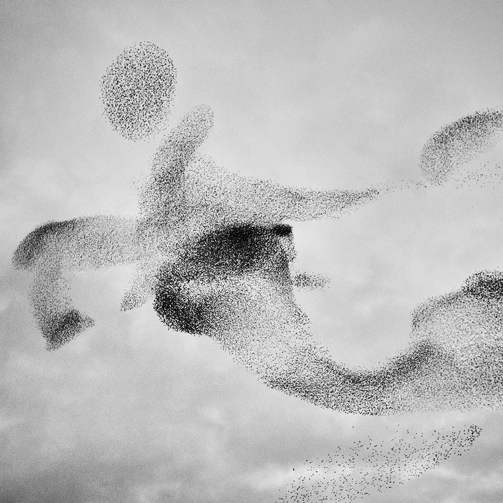 Murmurations