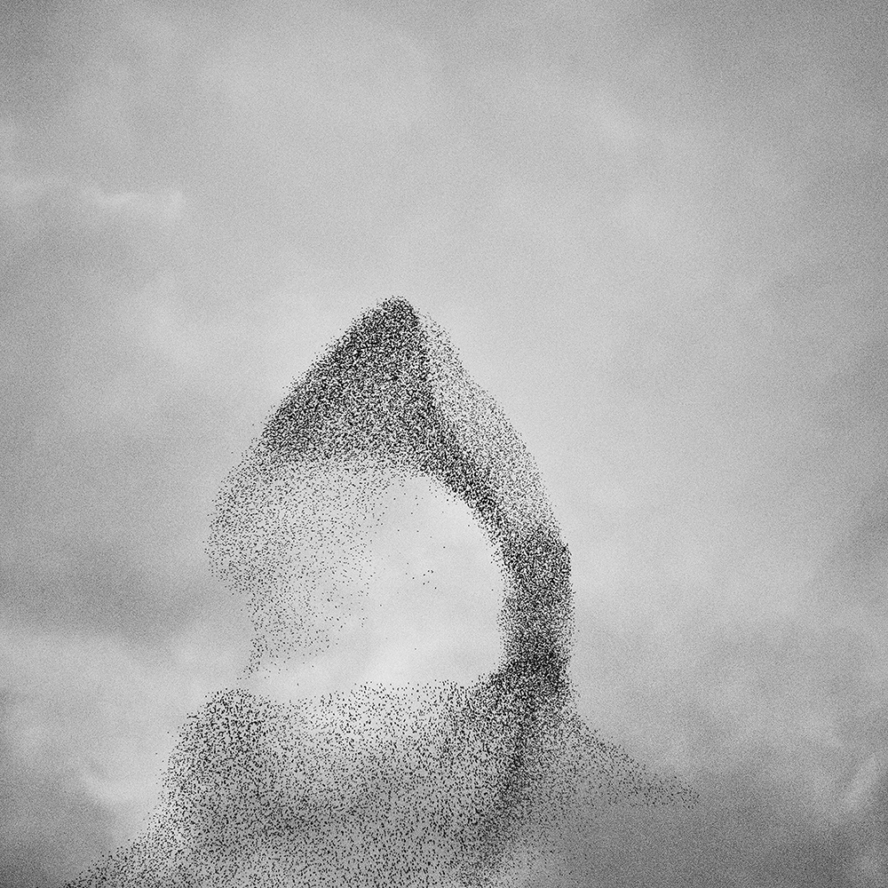 Murmurations