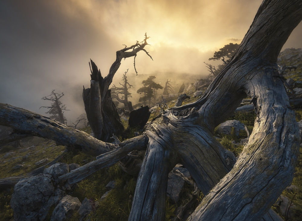 Pollino: A Look Into The Past