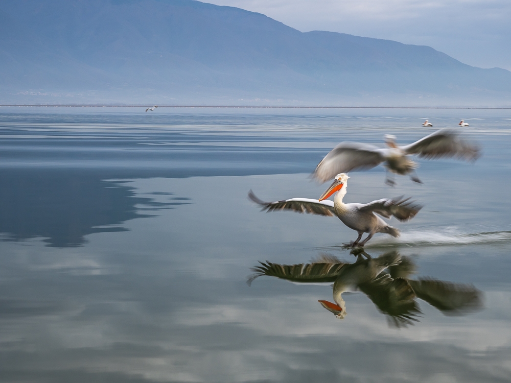 Dalmatian Pelicans