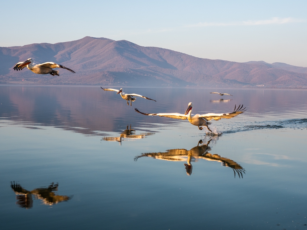 Dalmatian Pelicans