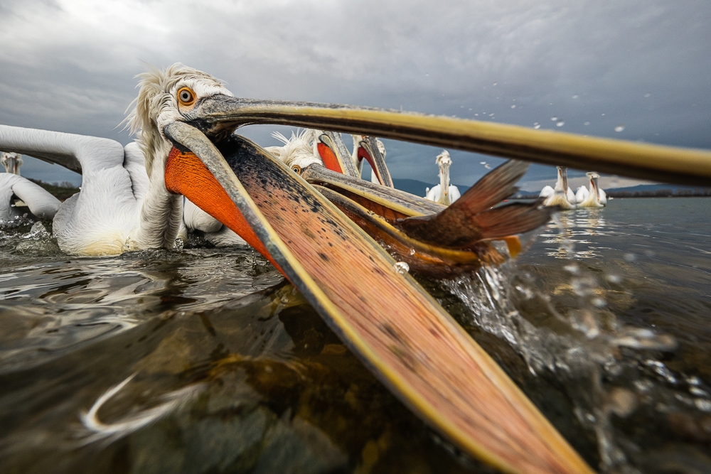 Dalmatian Pelicans