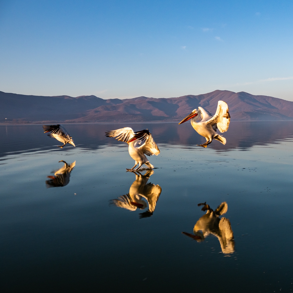 Dalmatian Pelicans
