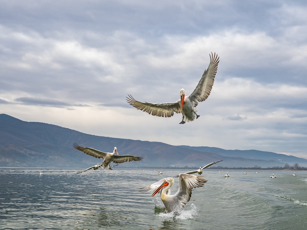 Dalmatian Pelicans