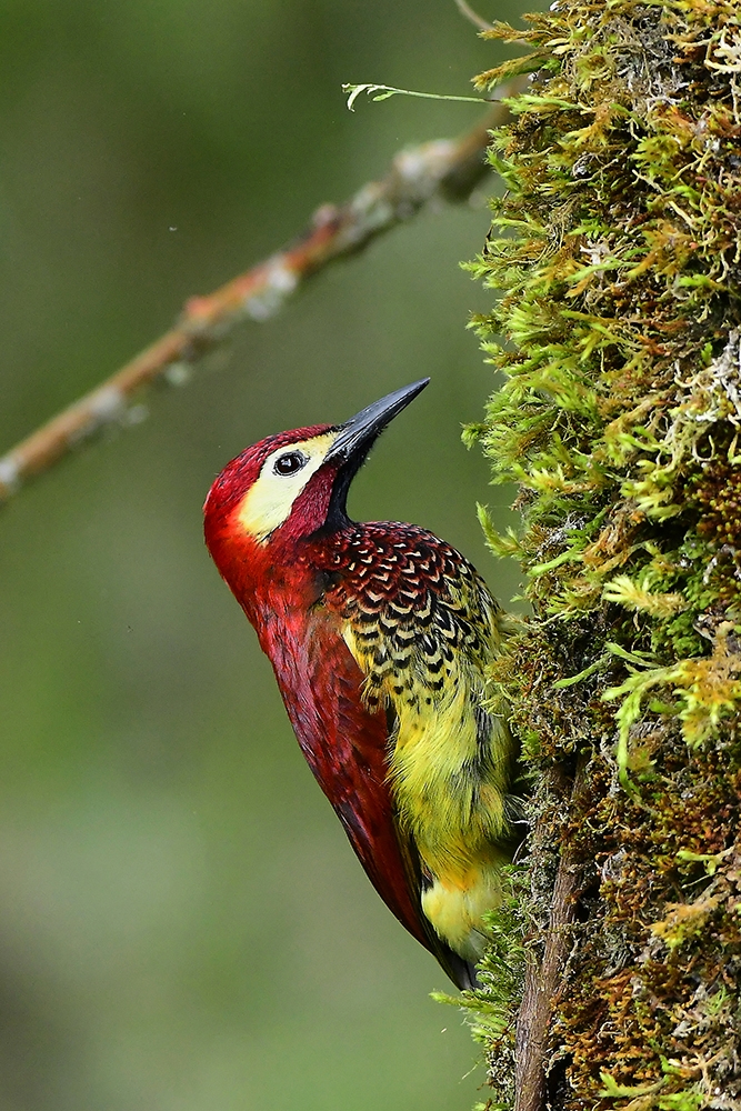 Portraitures of Neotropical Birds