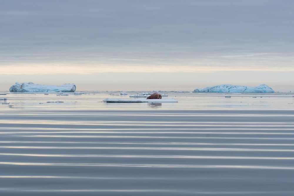 Resting Giants