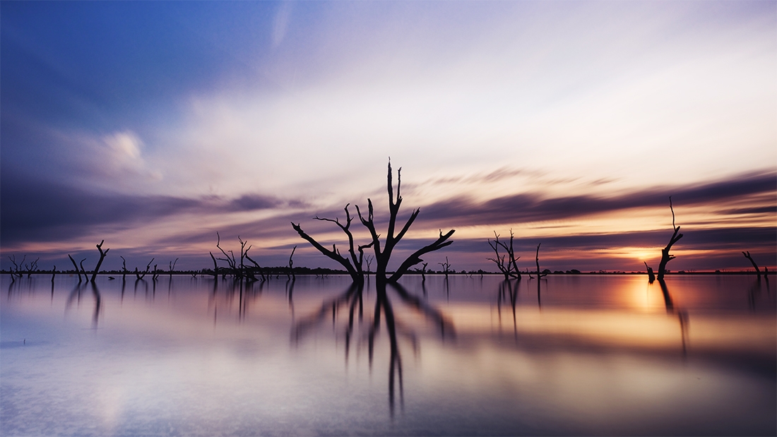 Trees at Twilight