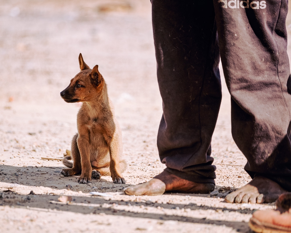 The Dogs of De Doorns, and Their People