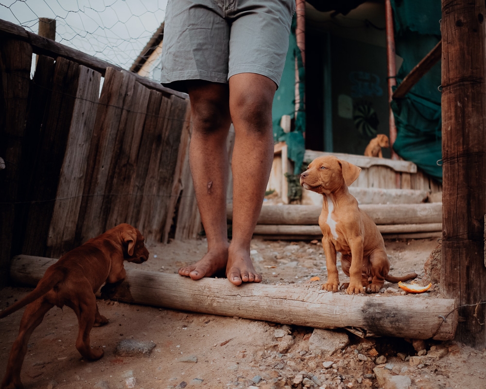 The Dogs of De Doorns, and Their People