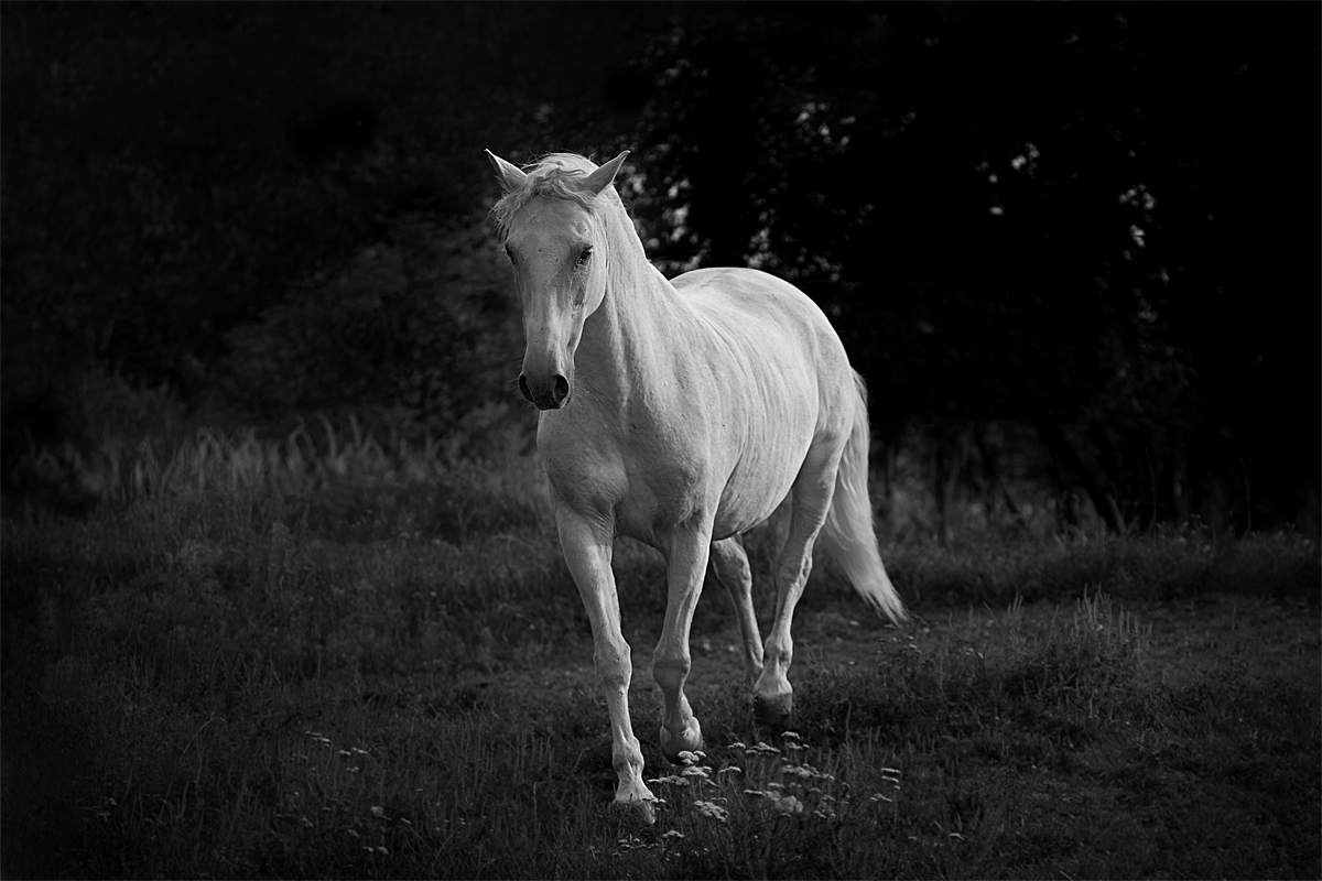 Magic of White Horses