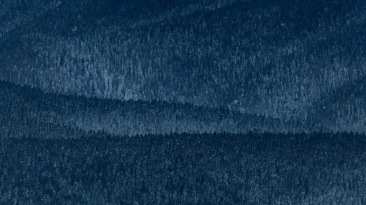 Winter Pine Waves