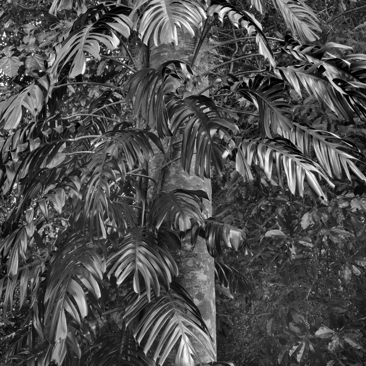 Daintree Rainforest